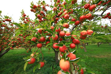 
apple and apple orchards, Amasya Apple