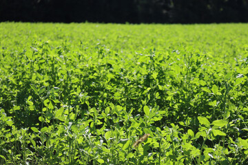 Fototapeta na wymiar Alfalfa green plants growing in the field against sunlight on summer