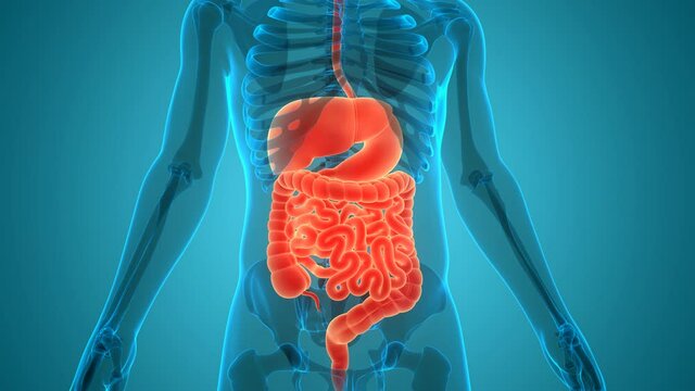 Human Digestive System Anatomy Animation Concept
