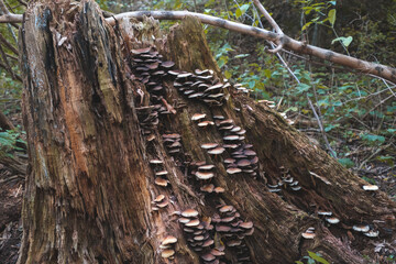 Naklejka na ściany i meble stump in the forest with mushrooms