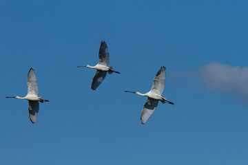 Espátula común ( Platalea leucorodia), volando sobre fondo azul.
