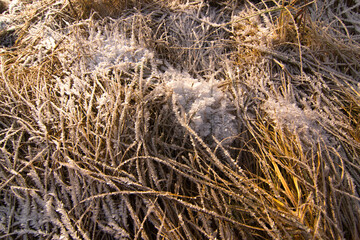Yellowed grass is covered with a layer of snow