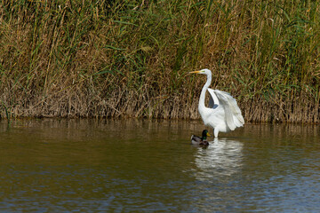 Fototapeta premium Great egret, Ardea alba, Doñana National Park, white wading bird on the marsh, Spain