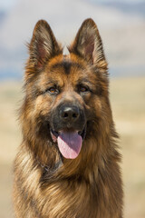 Dog Breed German Shepherd With Expressive Look On