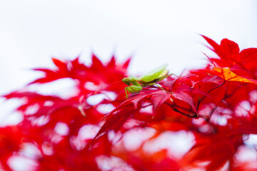 紅葉のモミジとカマキリ