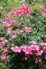 Fototapeta na wymiar Pink roses on bush . Climber plant in bloom in the garden