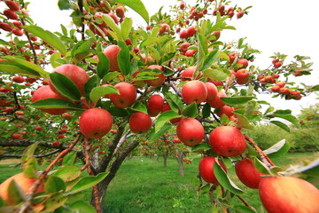 
apple and apple orchards, Amasya Apple