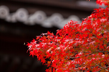 南禅寺三門と紅葉