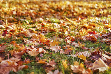Bright autumn foliage on the ground