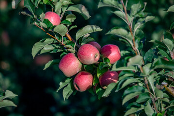 
apple and apple orchards, Amasya Apple