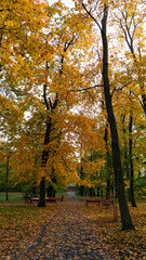 Naklejka na ściany i meble yellow autumn trees in a park