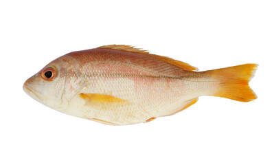 Obraz premium Snapper fish isolated on white background 