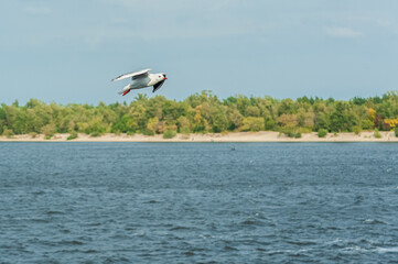 a young bird Brown-headed gull flies over the water near the island with trees