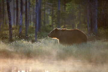 The brown bear (Ursus arctos) big male walking along the shore of the lake against the light. A large bear in a typical Scandinavian foggy morning.