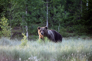 The brown bear (Ursus arctos), big male walking along a green meadow