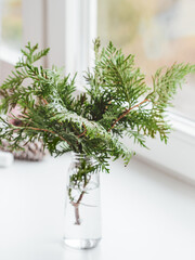 Vase with thuja branches stands on window sill. Sustainable alternative for Christmas tree. Caring for nature. Refusal to cut down spruce forests. New Year celebration.