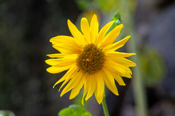 Sunflower natural background, Sunflower blooming