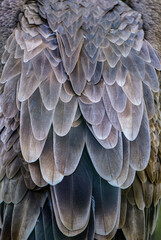 Plumage of a vulture