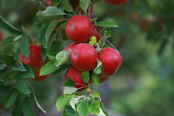 
apple and apple orchards, Amasya Apple