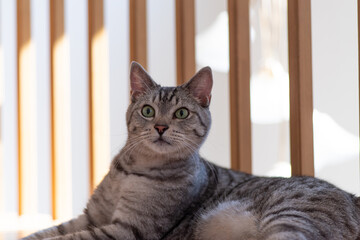 可愛い猫　サバトラ猫