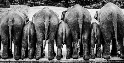 A group of elephants from behind