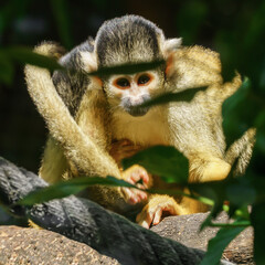 Obraz premium hidden monkey