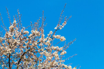 Flowering tree on a background of blue sky, flowering plums