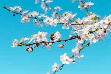 Cherry branch with flowers and bee on sky background
