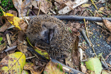 Cute sleeping hedgehog erinaceus europaeus from top in autumn czech landscape © Space Creator