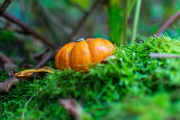 pumpkin on the grass