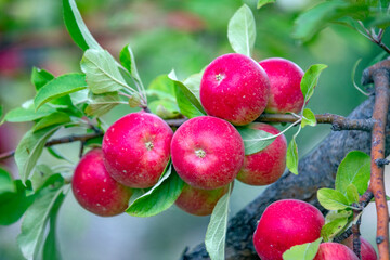 
apple and apple orchards, Amasya Apple