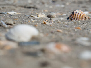 Shellfish at the beach