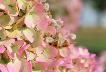 close up of pink hydrangea flowers blossom