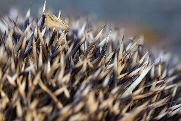 Hedgehog erinaceus europaeus spine with leaves, macro texture background © Space Creator