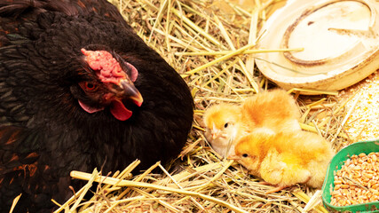 Black chicken with little yellow chickens on straw