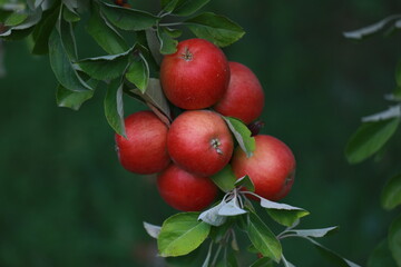 
apple and apple orchards, Amasya Apple