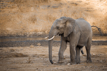 Fototapeta premium African bush elephant walking on riverside at dawn in Kruger National park, South Africa ; Specie Loxodonta africana family of Elephantidae