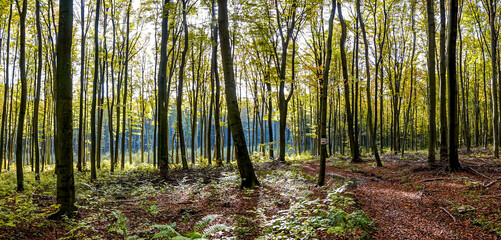 las bukowy jesienią na Jurze Krakowsko-Częstochowskiej