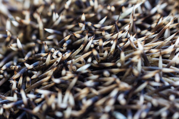 Hedgehog erinaceus europaeus spine macro texture background © Space Creator