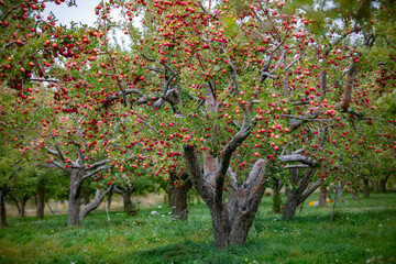 
apple and apple orchards, Amasya Apple
