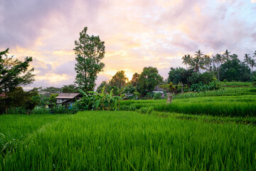 Beautiful sunset landscape with green rise field and purple sky.