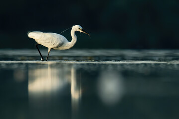 Little egret (Egretta garzetta), a beautiful water bird catching fish at the river mouth in the...