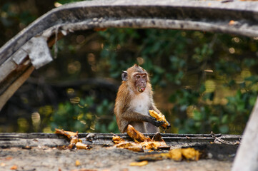 Adult monkeys eating mango fruits outdoors.