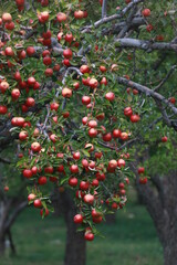 
apple and apple orchards, Amasya Apple