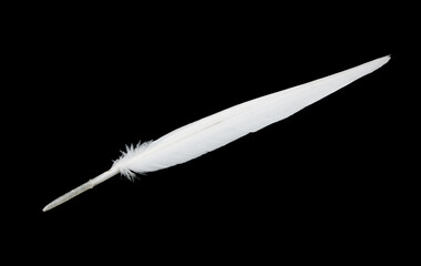 White feather isolated on black background