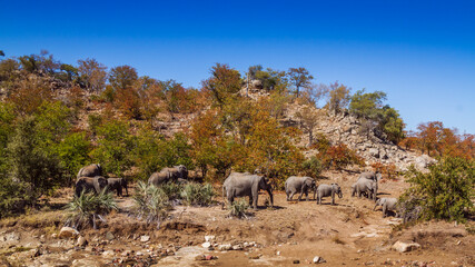African bush elephant herd walking in boulder scenery in Kruger National park, South Africa ; Specie Loxodonta africana family of Elephantidae