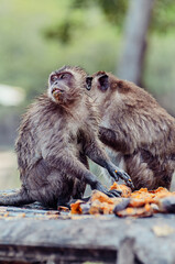 Adult monkeys eating mango fruits outdoors.