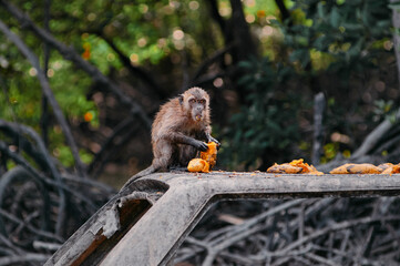 Adult monkey eating mango fruits outdoors.