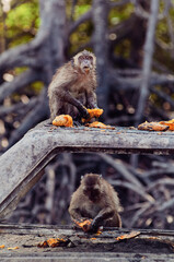 Adult monkey eating mango fruits outdoors.