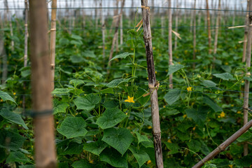 Fototapeta na wymiar Cucumber fields that are in full bloom.